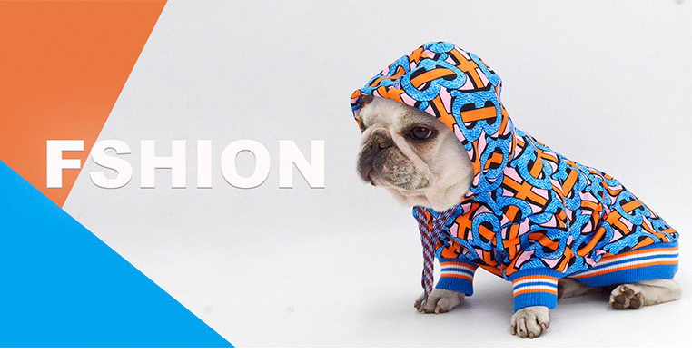 Pet in Blue Hoodie