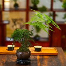 【叶千叶】文竹苔藓球茶台新中式禅意绿植好养活