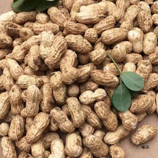 现挖现发新鲜生花生带壳湿花生2024农家泥花生粉皮红皮水煮小花生-阿里巴巴