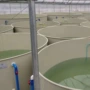 养殖塑料pp锦鲤鱼池