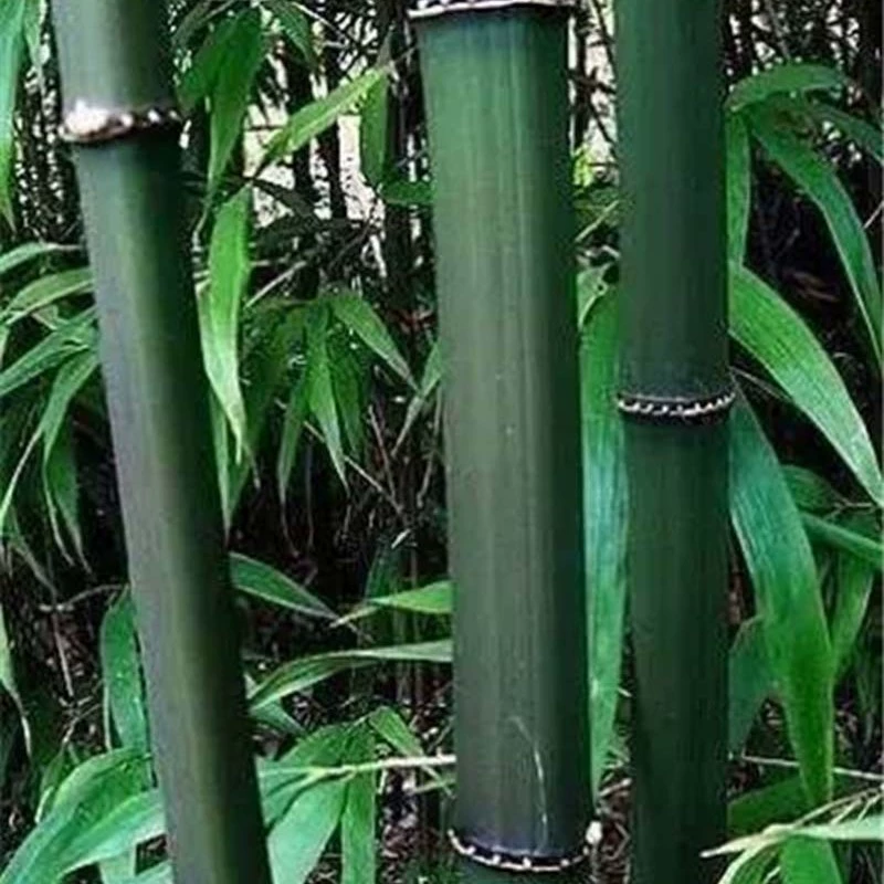 [Базовая оптовая продажа] Большое количество Льготные квадратные бамбуковые живописные районы Мяо Ландшафтный дизайн Дорожный садовый проект Озеленение рассады