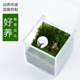 [Green Little Sheep] Little Sheep Plant Moss Micro Landscape Upgraded Version Elk Moss Ecological Square Bonsai Ornament