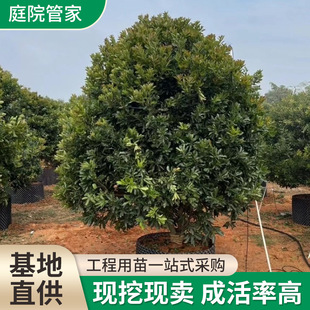 Bayberry Saplings Greening Project Bayberry Tree Shape Shrub Garden High-Quality Large Tree Base Direct Supply Wholesale