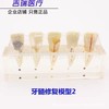 Dental teaching model doctor-patient communication model comprehensive case model removable dental model implant restoration model