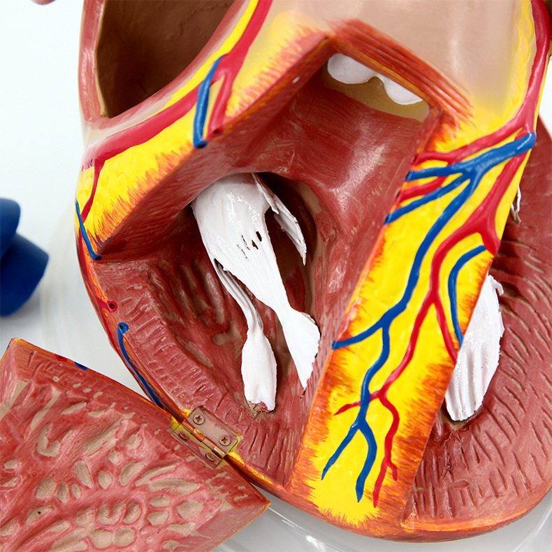 心脏解剖模型_14.jpg