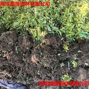 ���l�������l���~��ľ���~�B�N�绨�~�B�N�������߅���B�Nɫ�K��