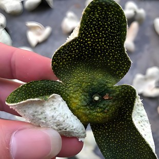 2025�����Ƥ���r��֦����С����r�����t��tƤ��Ȧ֦�����خa