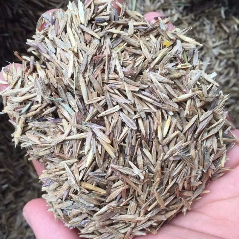 Многолетние семена брома awnless засухоустойчивость холодоустойчивость Sijiqing свинья Крупный рогатый скот овца курица Гусь кролик рыба скот кормовые семена