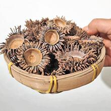 天然橡果 麻栎果实 橡子果壳  野生橡果帽 DIY装饰材料 手工饰品