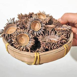 ��Ȼ��� �陵���� ���ӹ���  Ұ�����ñ DIY�b��� �ֹ��Ʒ