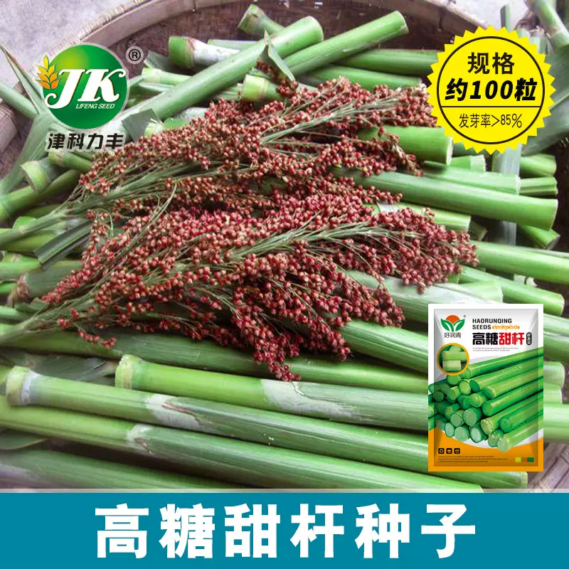 厂家大量批发高糖甜杆甜高粱种子脆甜食用茎秆北方甘蔗约100粒籽