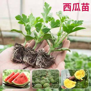 �޽�8424�����������������������Нh�����ˎ�����������������