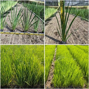 Aquatic Iris Potted Plant with Pot, Yellow Calamus, Aquatic Plant, Wetland Water Body Potted Flower, Submersible Green Plant