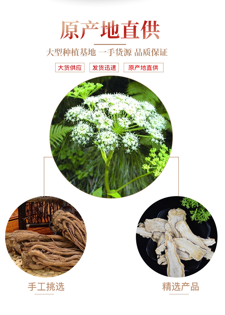 Dried Angelica Sinensis Slices Dang Gui 当归 500g Gansu Raw Herb for Decoction Soup and Tea quality and texture