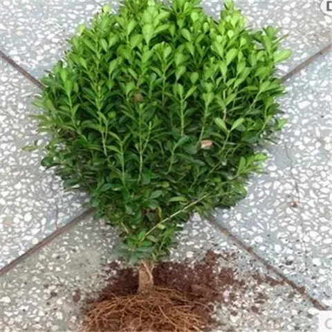 Вечнозеленые растения в горшках и в грунте, семена дыни, самшит, саженцы остролиста, саженцы шарообразных остролистов, саженцы ограды из крупнолистового самшита.