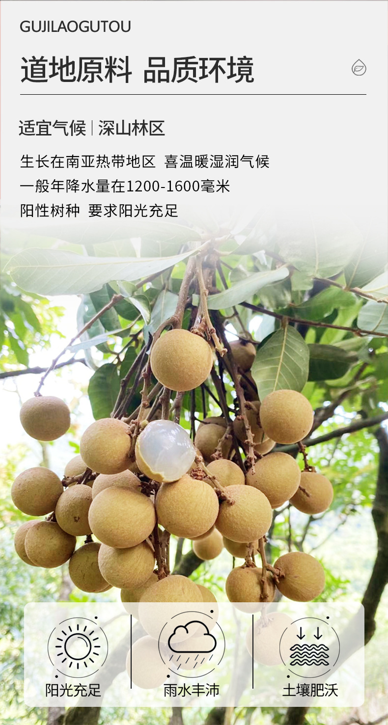 Dried Seedless Longan Flesh Gui Yuan Rou for Tea Soup and Daily Herbal Use 260g quality and texture