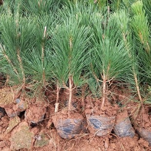 ��Ƥ�ɘ������Ɍ���������Rβ�����ɘ����_�h�ɾG��ͥԺѩ�ɂȰ�