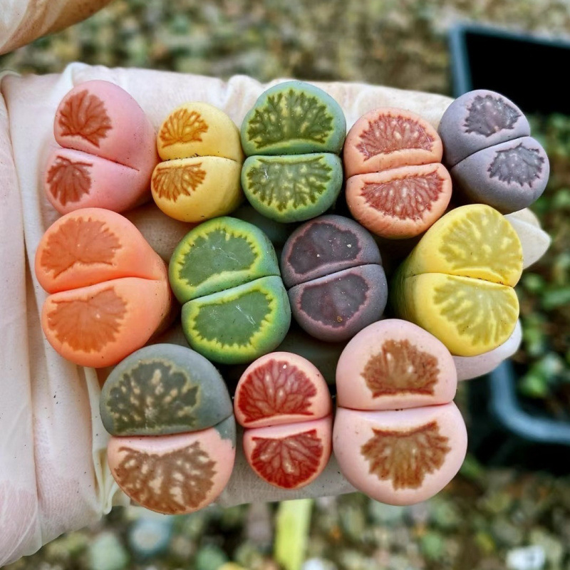 カラフルなリトープスの母株、大きな花、花、多肉植物、卸売鉢植え、育てやすい、耐寒性|undefined