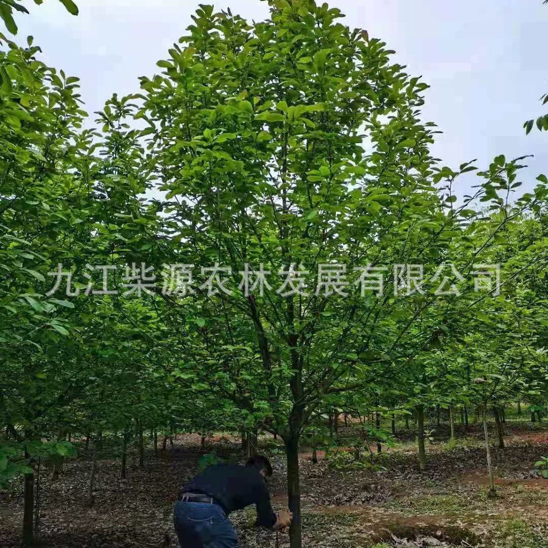 [Оптовая продажа] Саженцы фиолетовой магнолии Фиолетовая магнолия 8cm Фиолетовая магнолия 10cm Фиолетовая магнолия 12cm