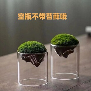 Moss Bottle, Mountain Micro-Landscape, Ecological Bottle, Hydroponic Plant Bottle, Small Bonsai, Glass Plant, Immortal Flower Ornaments Wholesale