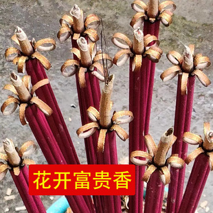 ��Ȼ���㻨�_���F�_��̴������҃��㹩��ȫ�׶Y�д����������