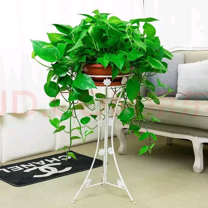 붉은 화분에 담긴 긴 덩굴이 있는 대형 녹색 무 120개 + 트레이 + 액체