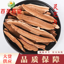 灵芝批发灵芝片 当季新货 量大从优 产地货源