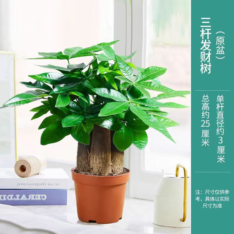 Money Tree Small Potted Large Money Tree Plant Indoor Living Room Bonsai Ornaments Easy to Grow Florals in All Seasons Office