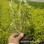 地被盆栽彩叶色块金叶莸