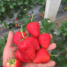 批发奶油草莓苗红颜四季盆栽庭院地栽草莓苗盆栽果树当年结果