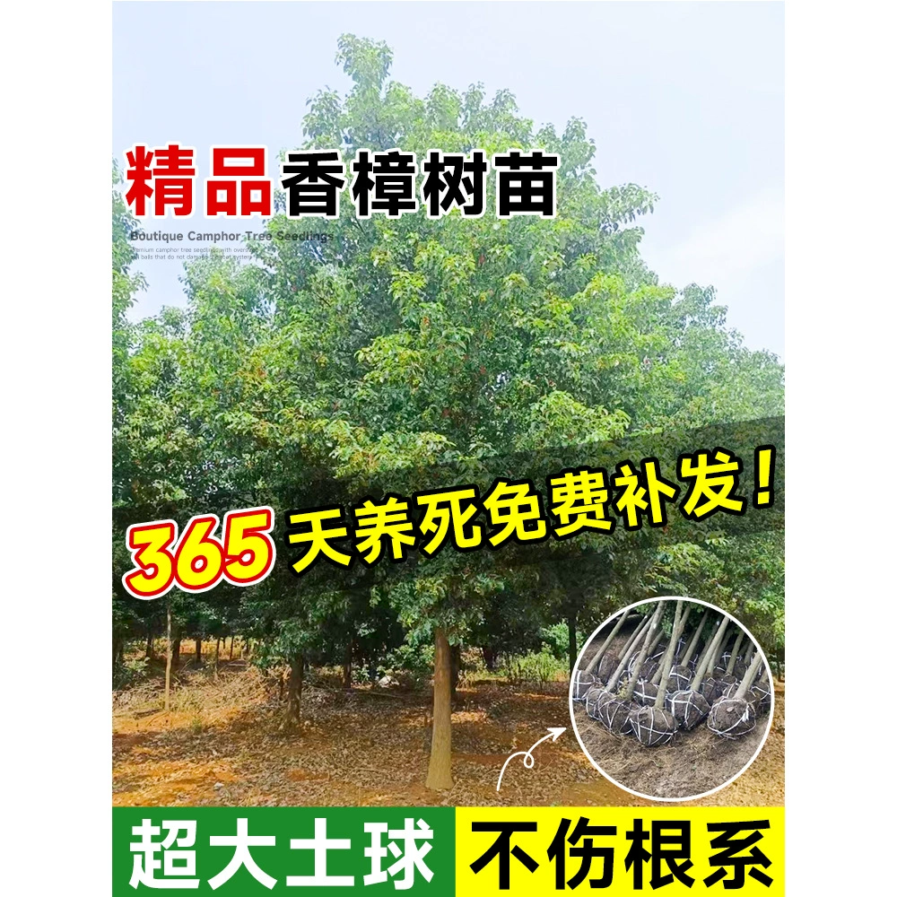 Камфорные саженцы, большие деревья, мелкие листья, borneol камфора, двор, посадка на севере и юге, морозостойкие, ценные ландшафтные деревья, зеленеющие круглый год, вечнозеленые.