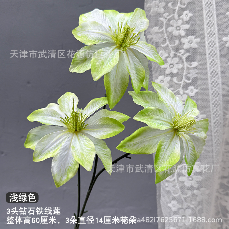 3 헤드 다이아몬드 클레마티스 - 녹색