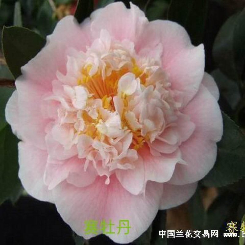稀有品种茶花盆栽盆景带花苞花卉原生树苗浓香四季常青室内外庭院