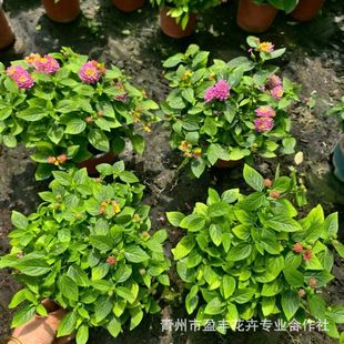 Wholesale of Five-Color Plum Base, Five-Color Plum Two-Color Pots, Complete Varieties, Landscaping Engineering Greening Seedlings