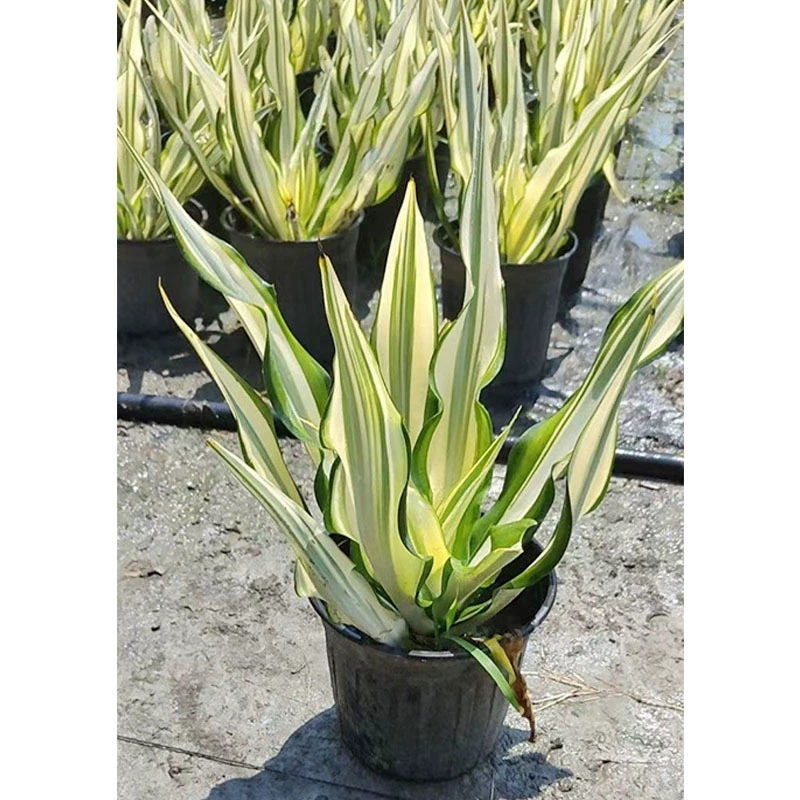 Wannian Конопля Горшечные растения Wannian Орхидея Чэнду Ландшафтный дизайн рассады Цветочные пограничные растения Зеленые растения Горшечные цветы