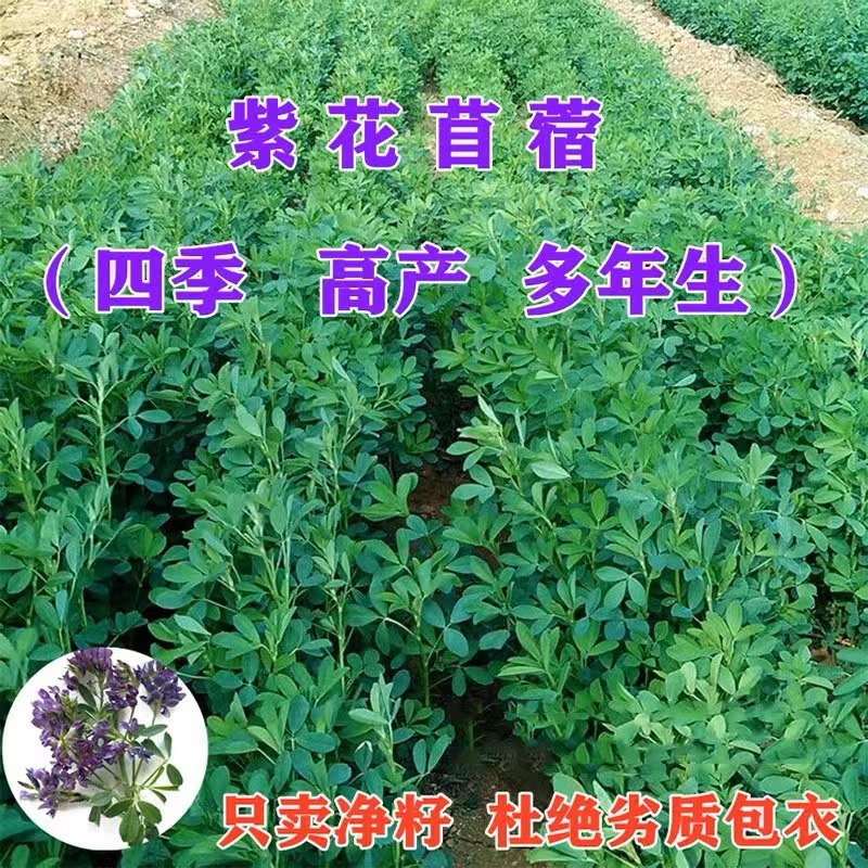 苜蓿草种籽多年生四季养殖喂鸡鸭鹅牛羊鱼草牧草紫花苜蓿草籽种子