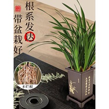 浓香墨兰盆栽带花盆贺岁兰室内客厅企黑建兰金边惠兰花苗四季好养