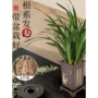 金边客厅四季浓香花苗