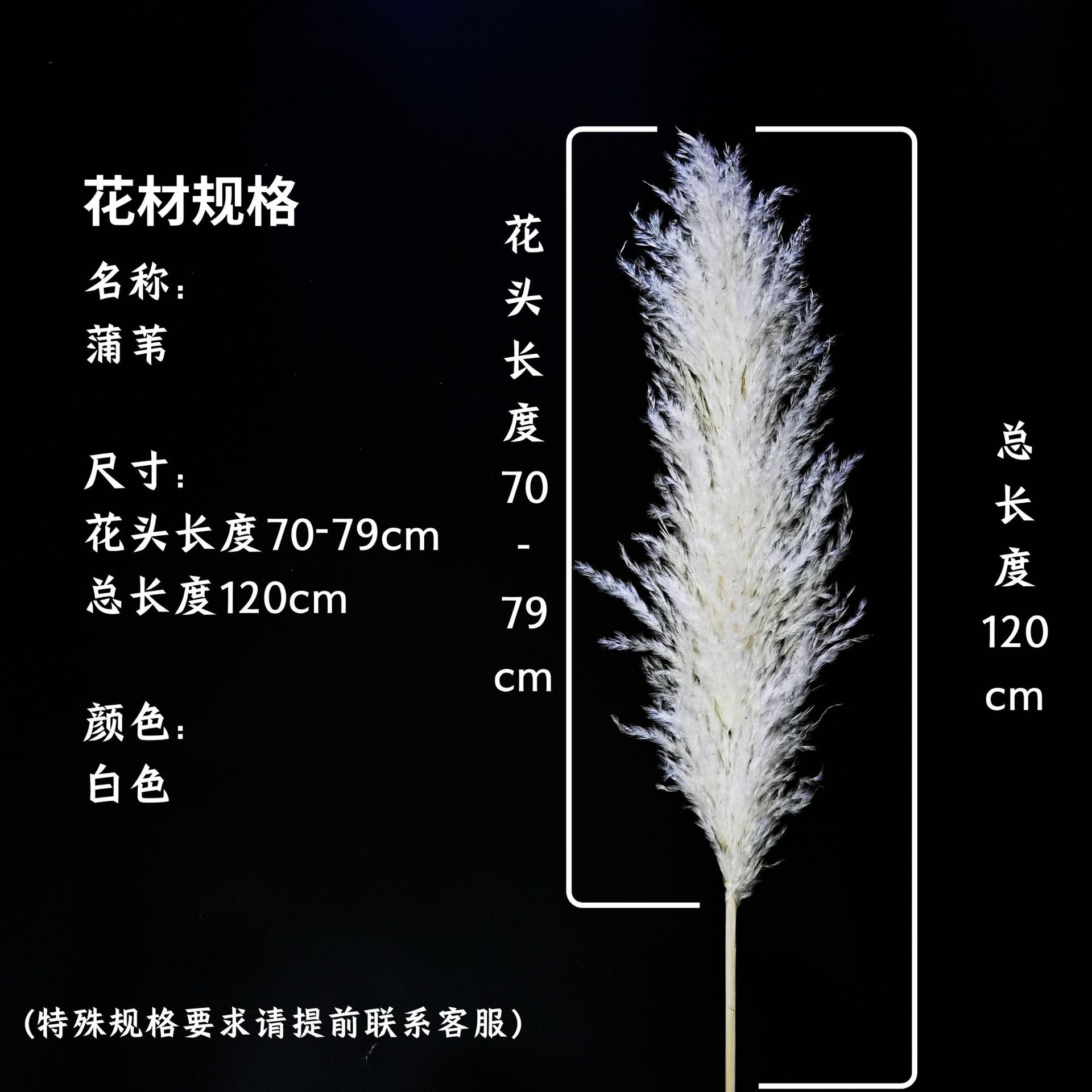 꽃머리 70~79cm 흰색