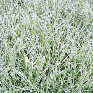 Base Wholesale Mosaic Jade Grass Garden Greening Jade Grass Flower Border Flower Bed Ornamental Grass Cover Plant