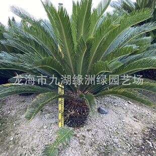 �����F���辰�r����^�F������쾰���F��U��2��Ҏ���Rȫ