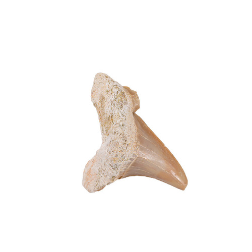 Natural 3cm Sharuku Tooth Fossil Ocean Fish Biological Science Archaeological Fossil Raw Stone Ancient Science Excavation