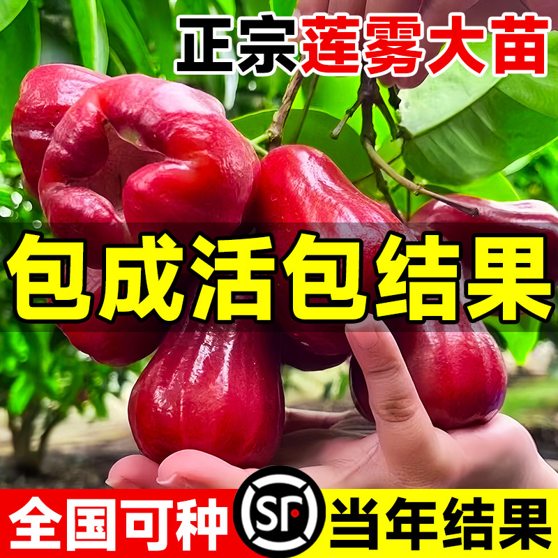 莲雾树苗黑金刚黑糖芭比台湾嫁接四季新品种南方果树庭院地栽带叶
