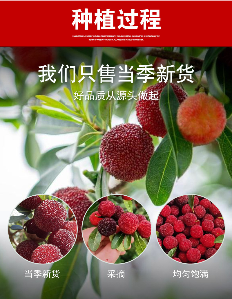 Freeze-Dried Waxberry (Myrica rubra) — Dried Fruit Tea Ingredient, 500g specifications