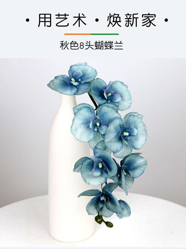 8头秋色蝴蝶兰_01.jpg