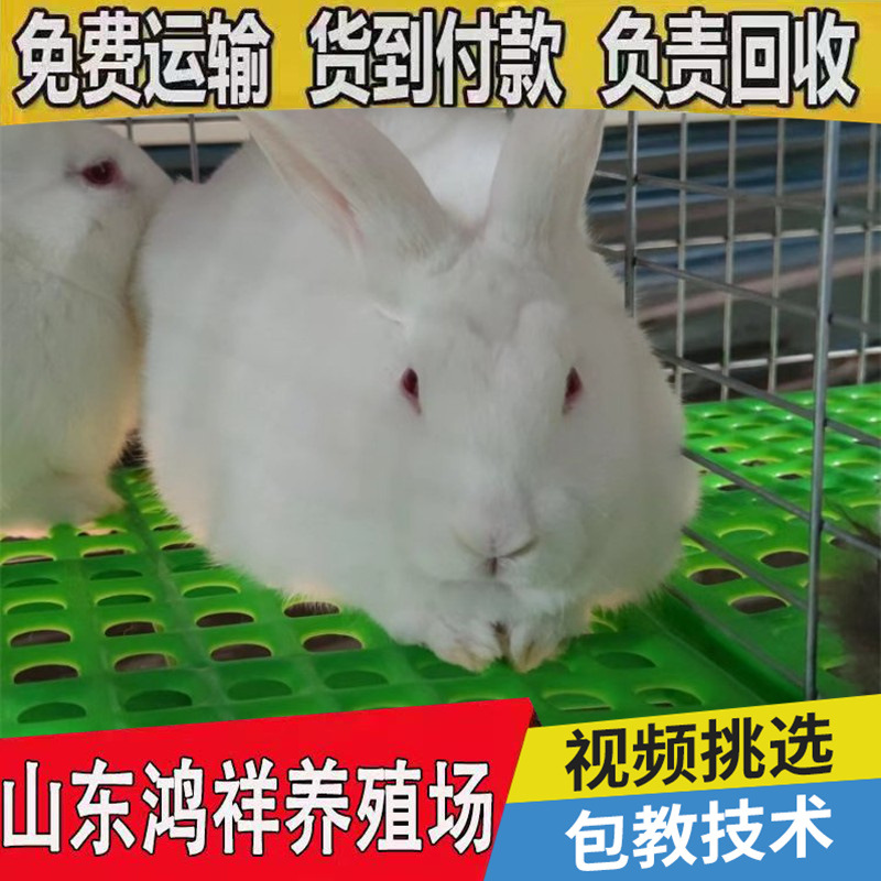 conew_u=3484267509,2421236867&