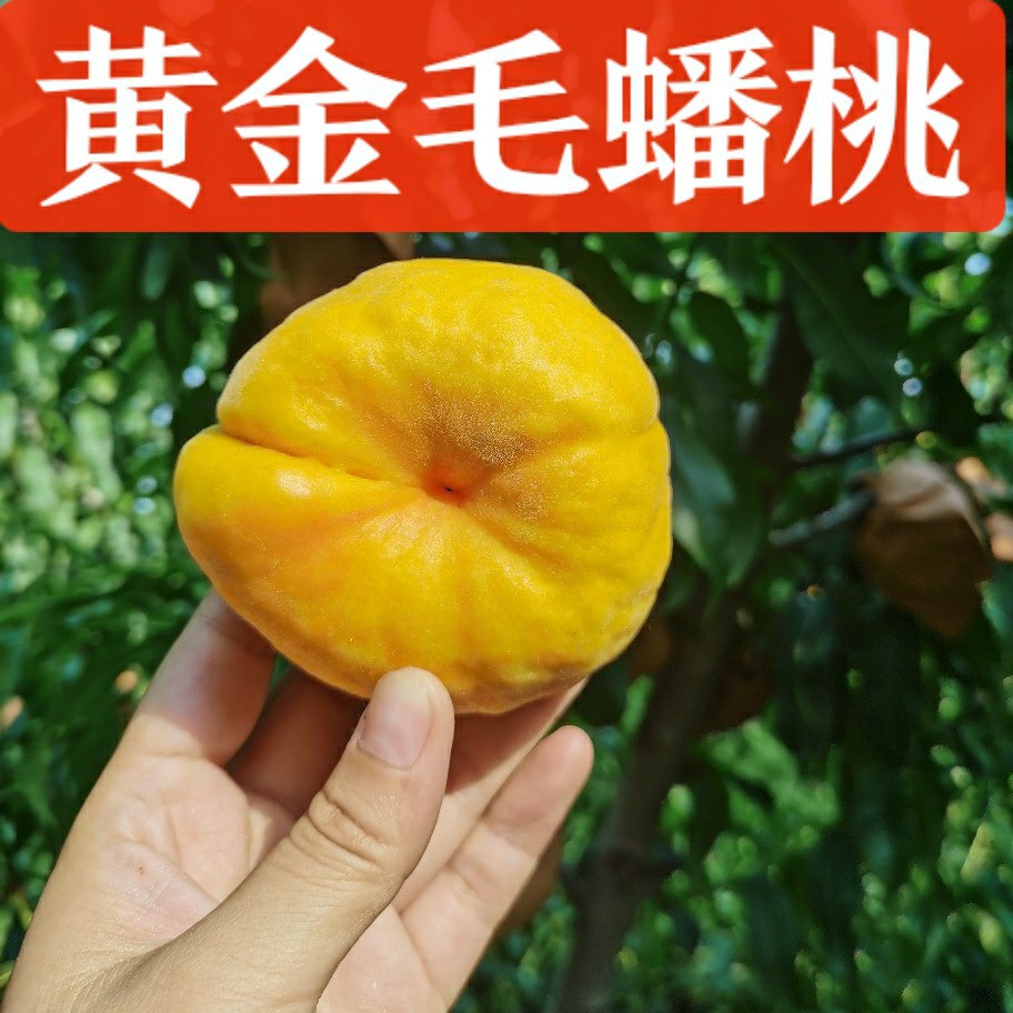 蒙阴黄金毛蟠桃黄毛蟠桃扁桃黄桃现摘现发脆甜桃毛桃应季新鲜水果