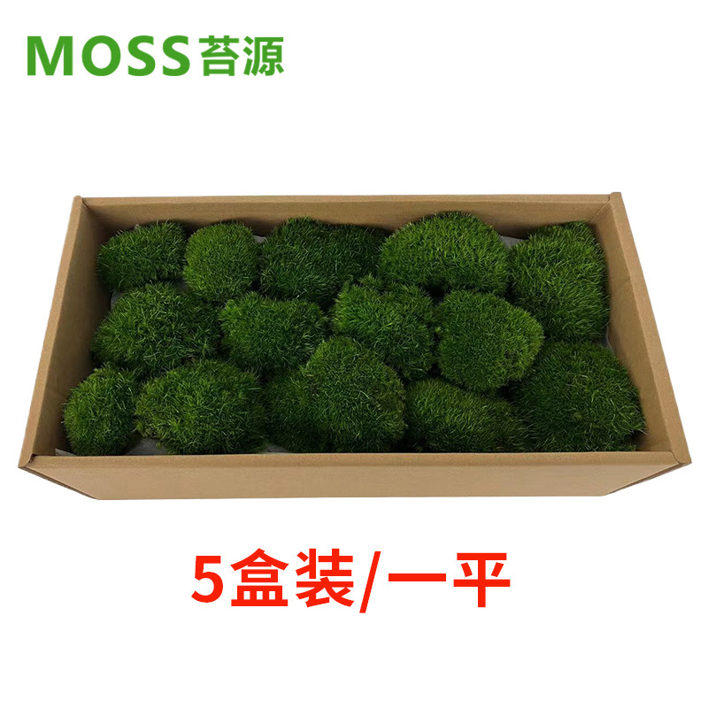 Musgo inmortal pelo blanco musgo gris grande planta verde pared flor seca Fondo pared planta pared musgo fuente