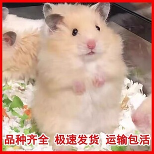 �����Lë��z�܂}���z����ϡ�м��y���ܼ��B���wС�}��
