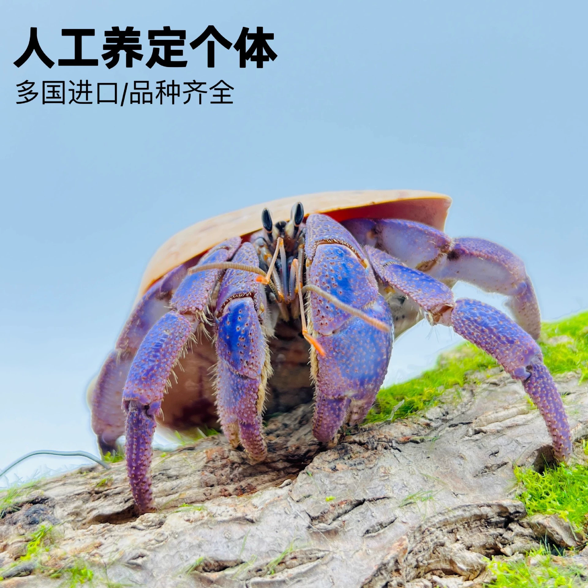 Питомец-краб Lu Shengzhuo, живой пресноводный, клубничный короткошнуровый, фиолетово-серый, доставка, тёмно-фиолетовый декоративный краб, неприхотливый питомец